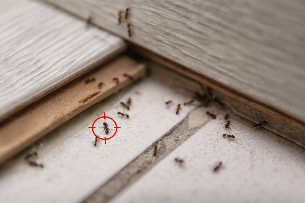 Best Wildlife Control Services  in Cleburne, TX