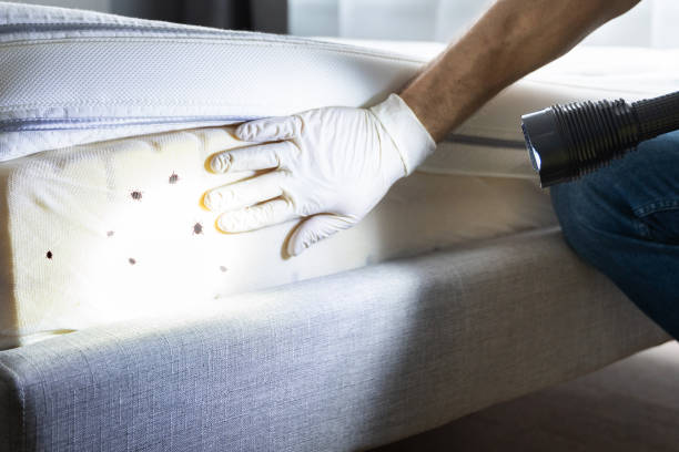 Best Cockroach Control Services  in Cleburne, TX